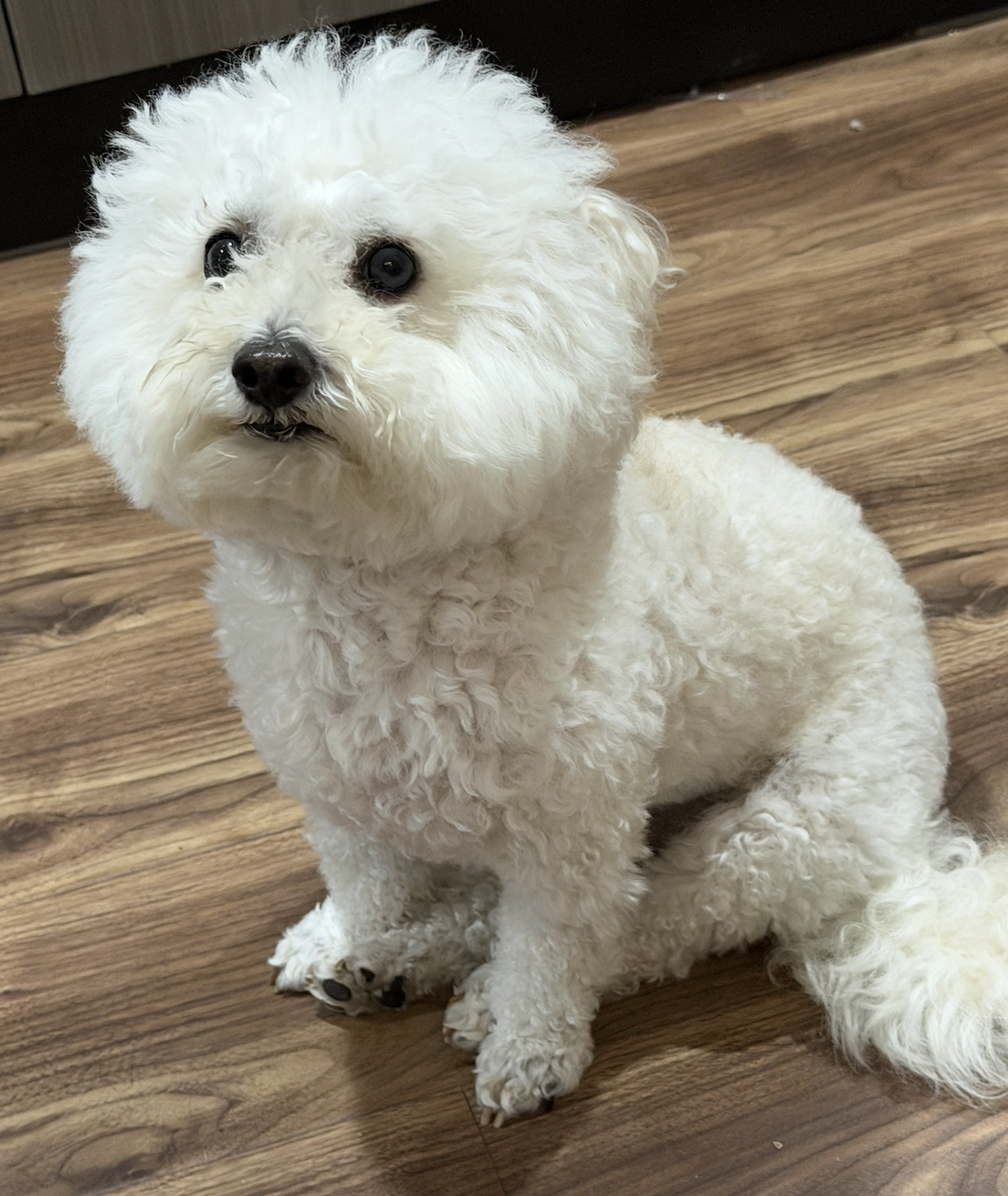 Sample subject photo: a dog, used to demonstrate the Ozil Goal AI soccer goal video