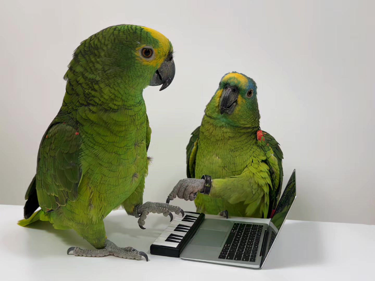 @kennyslowbird — AI remix: the parrot version (October 3, 2026)